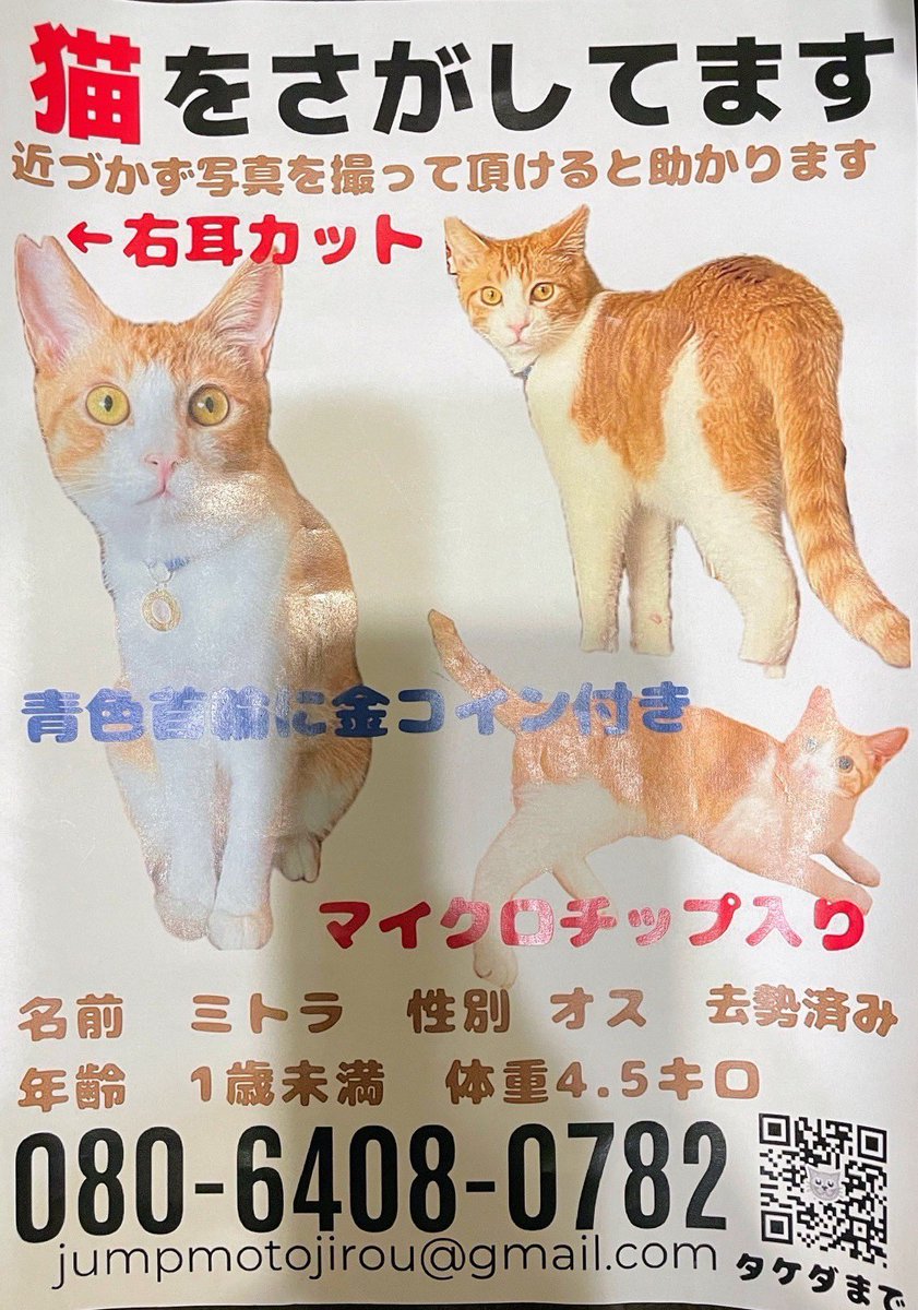 ⚠️迷子猫探しております⚠️
【失踪日】4月5日【住所】中区本牧和田15丁目
名前：ミトラくん、年齢：1歳未満、体重：4.5kgくらい
性別：去勢済みの男の子(右耳がサクラ耳)、毛色：茶白、マイクロチップ装着済
何か目撃情報等あればご連絡下さい📢
よろしくお願いいたします！
#迷子猫捜索中 #拡散希望