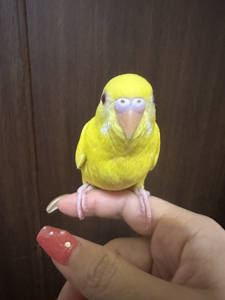 kuromask_popo's tweet photo. インコさんを保護して約1週間🐤
特に連絡もなくお家で過ごしてます。
今日は何かゴニョニョって発してました！
インコさんって言うのもかわいそうだから仮で｢ポポちゃん｣と呼んでます🫣

 #迷いインコ
 #セキセイインコ
 #黒マスクとインコ https://t.co/BEbzUUPwTT