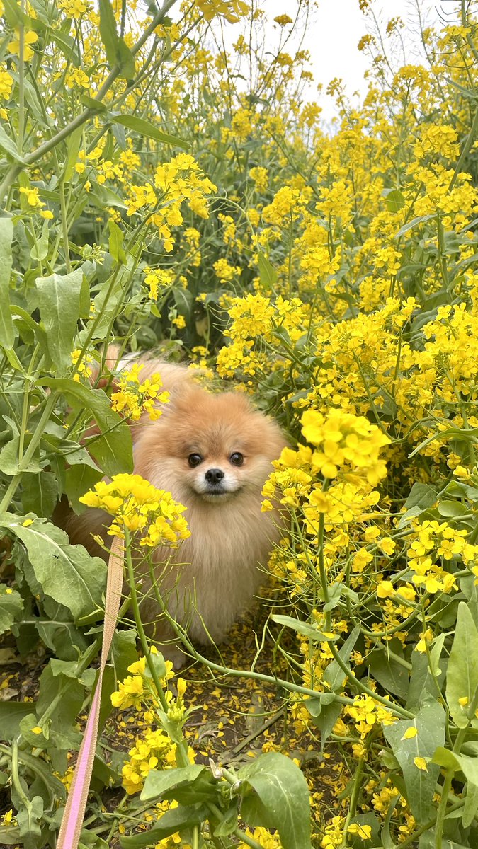meimeidaisky's tweet photo. 菜の花いぬ

#pomeranian #ポメラニアン #ポメスタグラム #犬のいる暮らし #ポメラニアンが世界一可愛い #dog #博美狗 #松鼠狗 #ポメラニアン大好き #ポメラニアンのいる暮らし https://t.co/PXdB0ziIpq