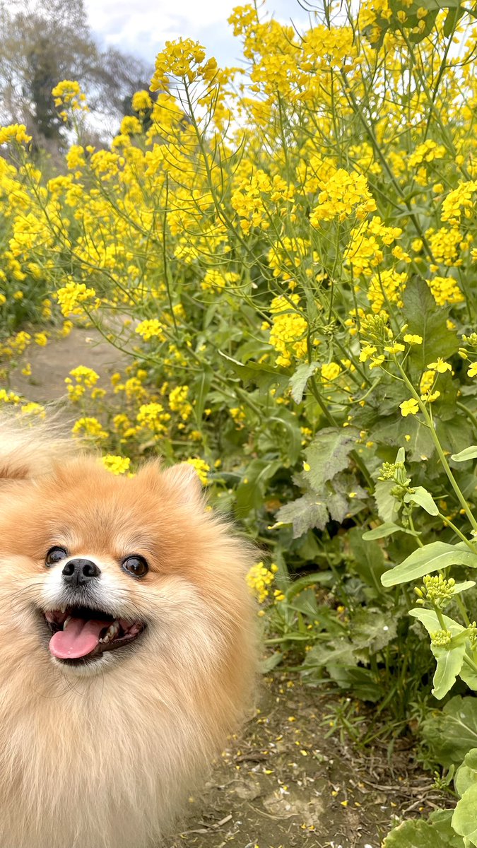meimeidaisky's tweet photo. 菜の花いぬ

#pomeranian #ポメラニアン #ポメスタグラム #犬のいる暮らし #ポメラニアンが世界一可愛い #dog #博美狗 #松鼠狗 #ポメラニアン大好き #ポメラニアンのいる暮らし https://t.co/PXdB0ziIpq