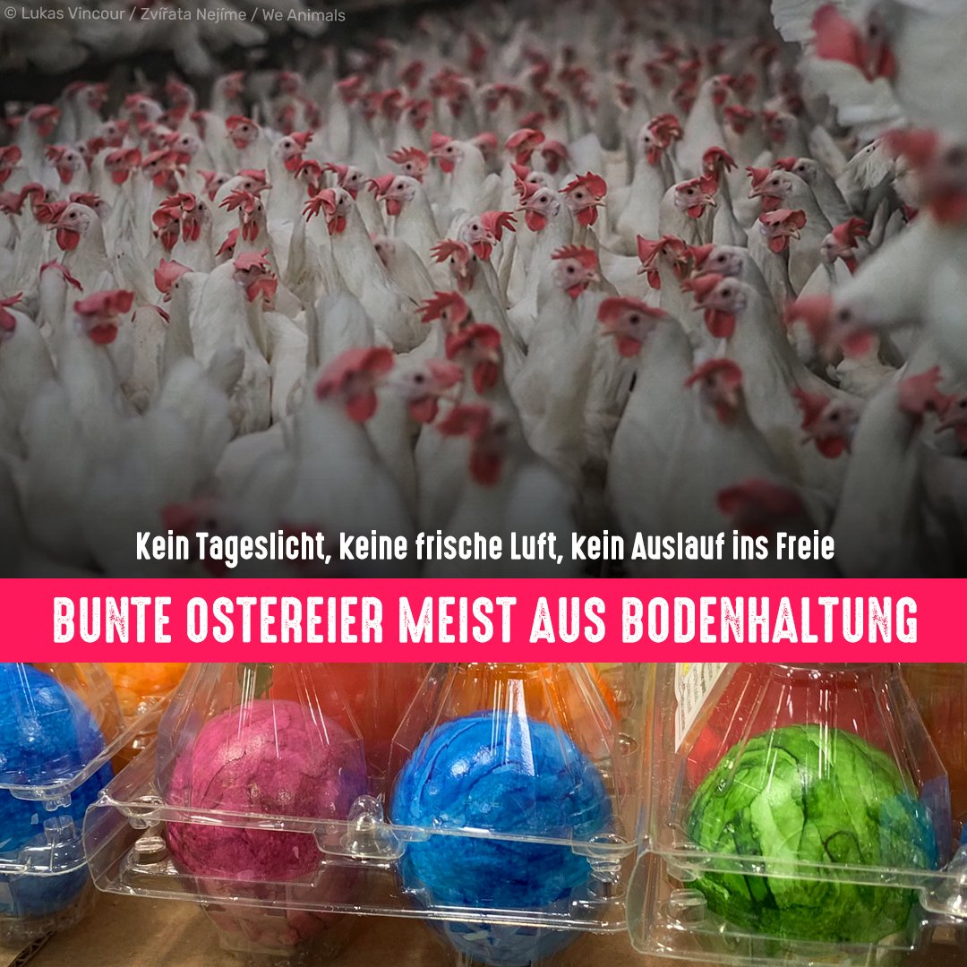 Tierschutzbund tweet media