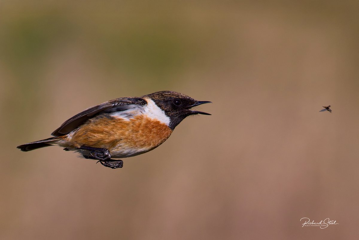 Richard Steel tweet media