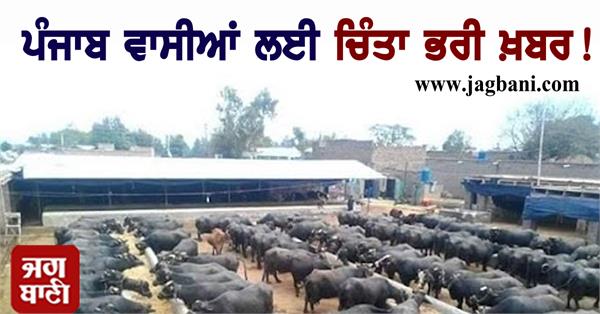 JagbaniOnline's tweet image. ਪੰਜਾਬ ਵਾਸੀਆਂ ਲਈ ਚਿੰਤਾ ਭਰੀ ਖ਼ਬਰ! ਹੈਰਾਨ ਕਰਨ ਵਾਲੀ ਰਿਪੋਰਟ ਆਈ ਸਾਹਮਣੇ
jagbani.punjabkesari.in/punjab/news/wo…
#Punjab #Report #Concern #Livestock #Jagbani