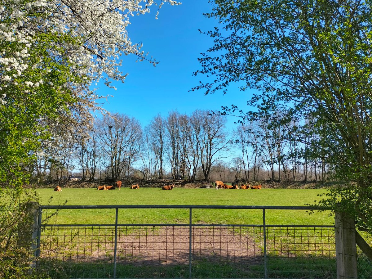 Vee weer naar buiten? Zorg dat de afrastering past bij het dier:
- Juiste hoogte + voldoende stroom
- Genoeg afstand van het element
- Rondom dicht
👉Zo voorkomen we schade én beschermen we het landschap.
#afrastering #weidegang #boerennatuur