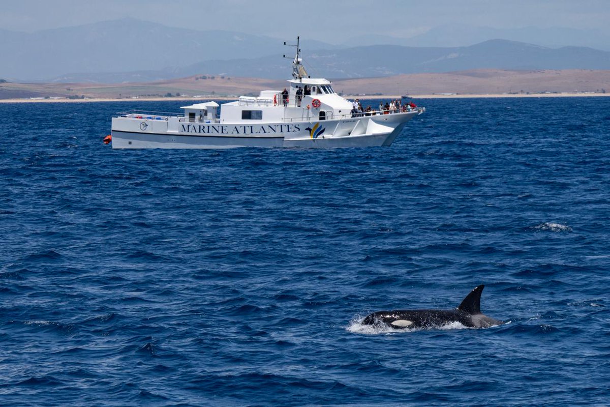 Barbate_Turismo's tweet image. Con la llegada de los #AtunesRojos también es posible observar orcas y otros cetáceos..

#Barbate #excursiones #viajar 

@CadizTurismo @andalucianet @dipucadiz @viveandalucia @VivaBarbate @SEGITTUR @Turespana_ 

📷 Marine Atlantes