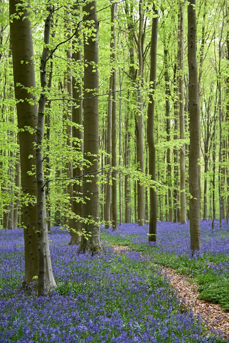 TravelTomorrowX's tweet photo. Wandering through Belgium’s bluebell wonderland 💜
📍 Hallerbos, Belgium 
📸 Thibaut Marquis on Unsplash
#BlueForest #bluebells #forest #flowers #trees #trail #spring #nature #Hallerbos #Halle #Belgium #travel https://t.co/QOAL1NL373