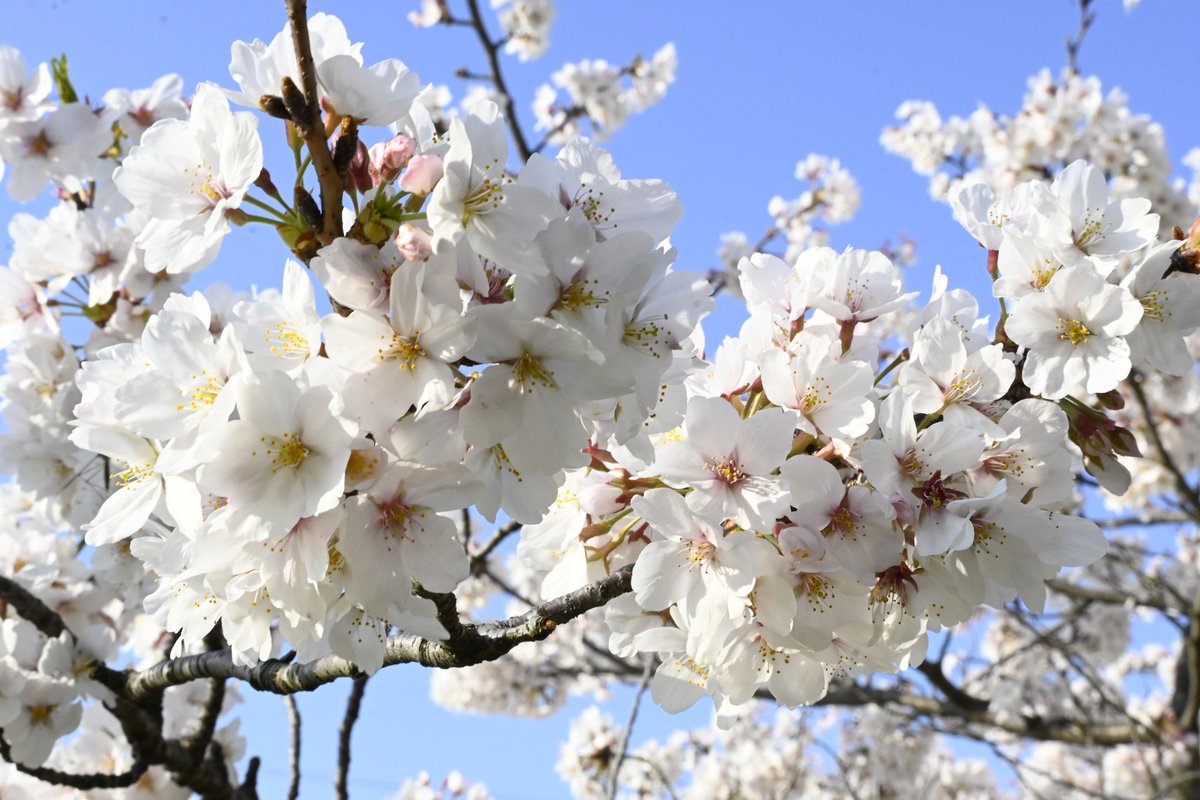 peterdanscarlet's tweet photo. 又是春樱烂漫时，不知人生往何处
春桜
又人生は
何処へ往く https://t.co/xZnvy5Foi1