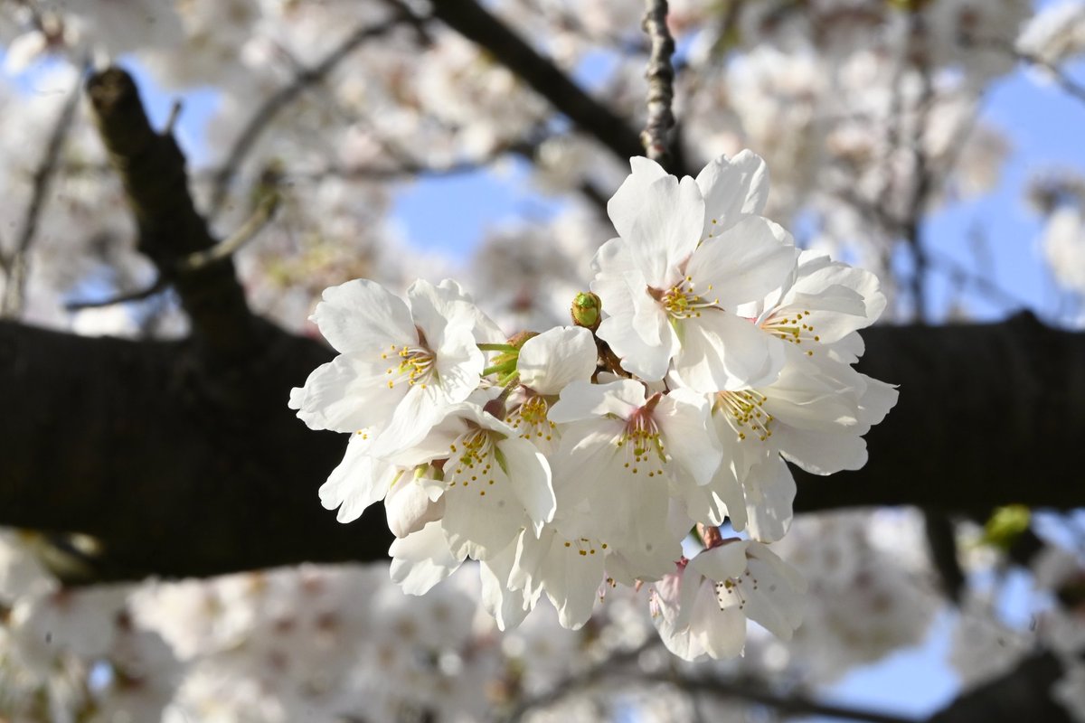 peterdanscarlet's tweet photo. 又是春樱烂漫时，不知人生往何处
春桜
又人生は
何処へ往く https://t.co/xZnvy5Foi1