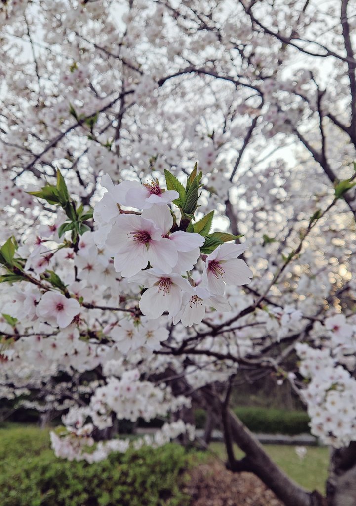 「あっという間に葉桜 」|ハルカのイラスト