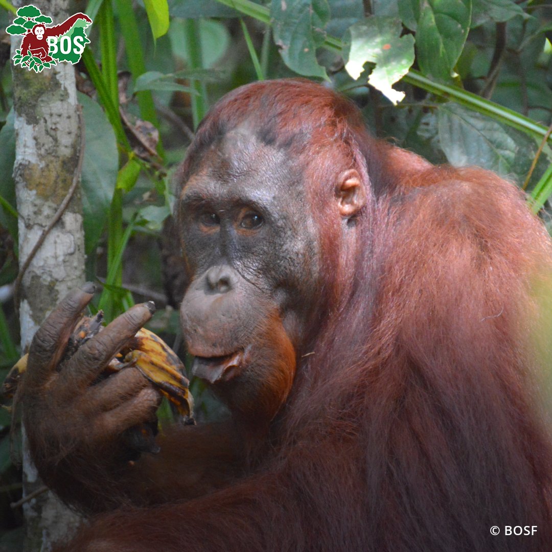 It's Beni's anniversary! Rescued on this day in 2016, starving and terrified, beloved Beni's transformation has been a joy to witness and is testament to the urgent and expert care he recieved from the team at Nyaru Menteng. #OrangutanJungleSchool #NotAPet #BigBoyBeni