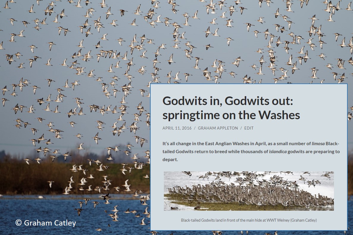 Graham Appleton (@grahamfappleton) on Twitter photo It must be disconcerting for breeding 'limosa' Black-tailed Godwits at <a href="/WWTWelney/">WWT Welney</a> - trying to get on with egg laying etc., with swirling flocks of 'islandica' preparing to fly to Iceland in a couple of weeks.
wadertales.wordpress.com/2016/04/11/god…
Blog from 7 April 2016 🎂9⃣
#ornithology It must be disconcerting for breeding 'limosa' Black-tailed Godwits at <a href="/WWTWelney/">WWT Welney</a> - trying to get on with egg laying etc., with swirling flocks of 'islandica' preparing to fly to Iceland in a couple of weeks.
wadertales.wordpress.com/2016/04/11/god…
Blog from 7 April 2016 🎂9⃣
#ornithology