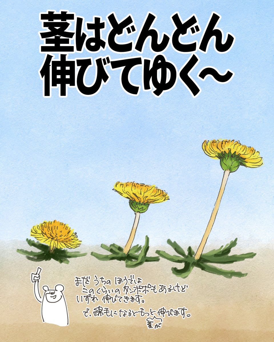 春の初め。地面に張り付くように咲いているタンポポを見かけます
