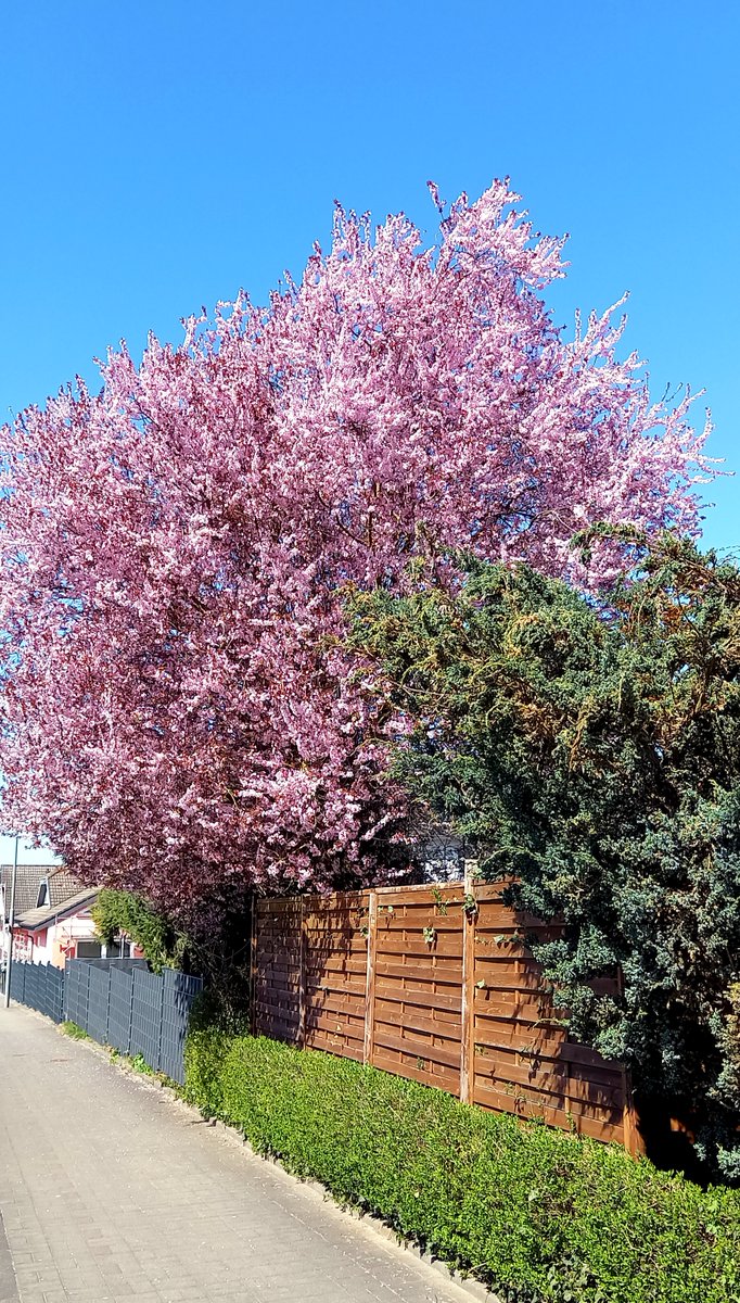 Florian Breidenbach (@fbr81) on Twitter photo it's that time of the years again #pinktrees <a href="/robertbabicz/">Robert Babicz</a> youtube.com/watch?v=StdFy0… it's that time of the years again #pinktrees <a href="/robertbabicz/">Robert Babicz</a> youtube.com/watch?v=StdFy0…