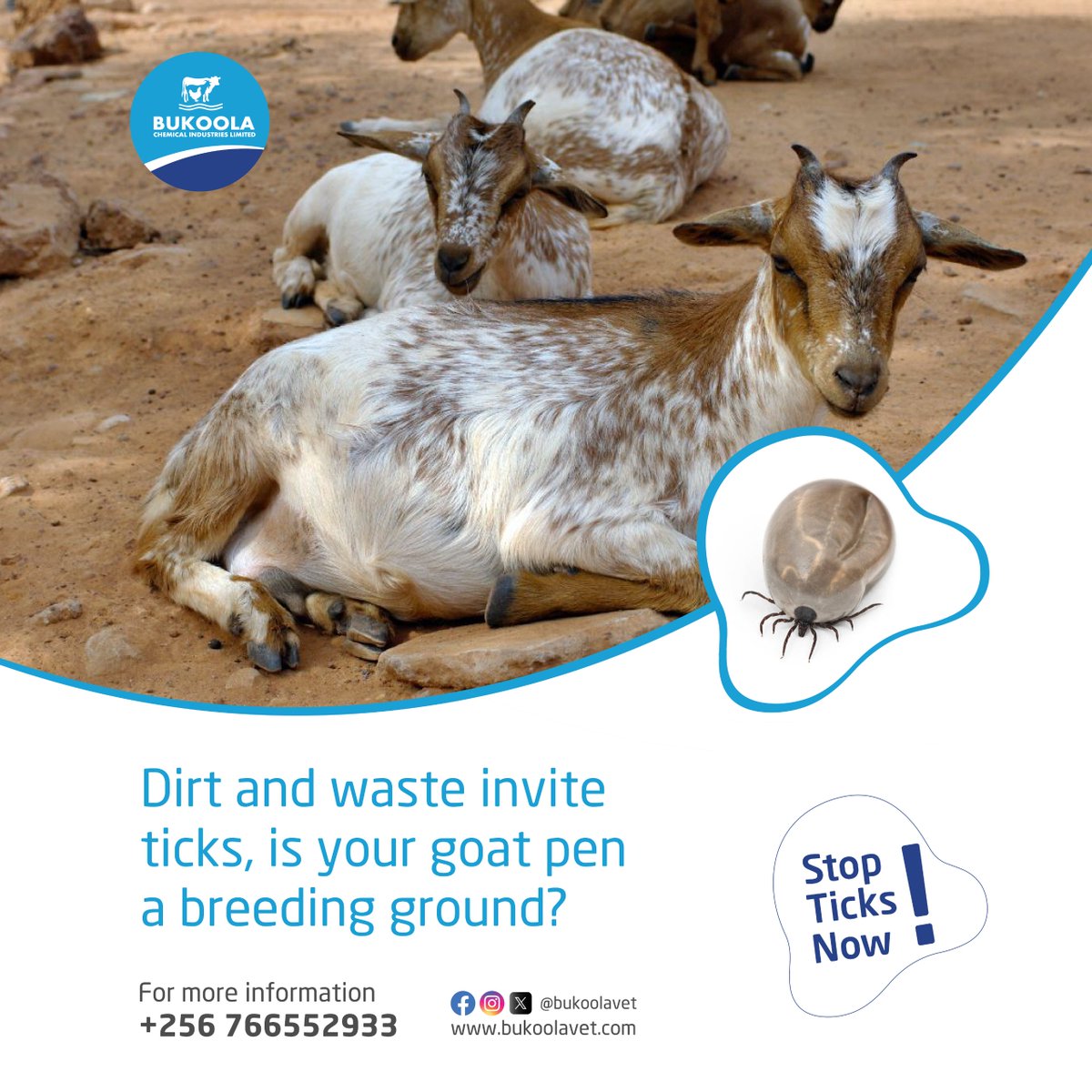 Bukoolavet's tweet photo. Dirt and waste in your goat pen can create a breeding ground for ticks, which can pose a health risk to your goats and spread diseases. To keep your goats safe, it's important to maintain a clean and tidy pen. Act now to protect your farm! 💪
#bukoolavet #vetpharmacy #TickControl https://t.co/Wo69tL9Pzr
