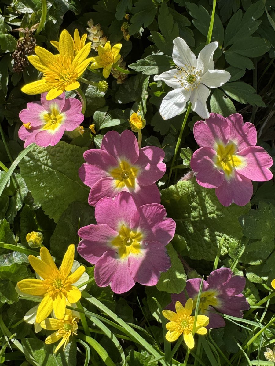 Debbie Chatting tweet media