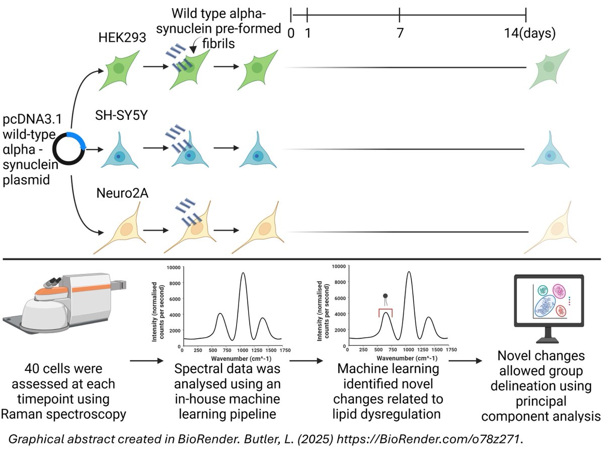 DrLucyButler's tweet photo. 🧠Excited to share our new paper:
"Alpha-synuclein aggregation induces prominent cellular lipid changes as revealed by Raman spectroscopy &amp; machine learning"🧠

We combined spectroscopy &amp; ML to track lipid changes during aggregation! @braincomms 

https://t.co/hFgZsg34QO https://t.co/YfCvAHp2FP