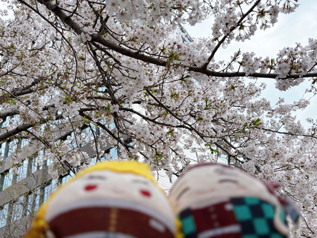 竈門炭治郎 「桜きれいだったねふわじろ( ⸝⸝◜ᴗ◝ ⸝⸝ )」|きりこ🖊のイラスト