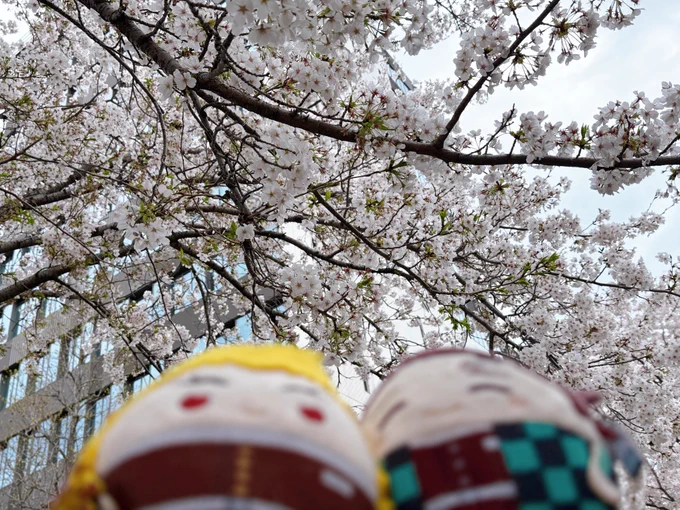 桜きれいだったねふわじろ( ⸝⸝◜ᴗ◝ ⸝⸝ )