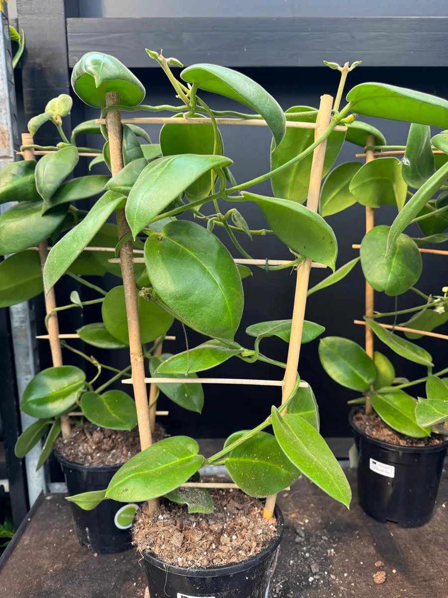 6 houseplants you must grow now, by <a href="/mr_plantgeek/">Mr Plant Geek ™</a> open.substack.com/pub/mrplantgee…