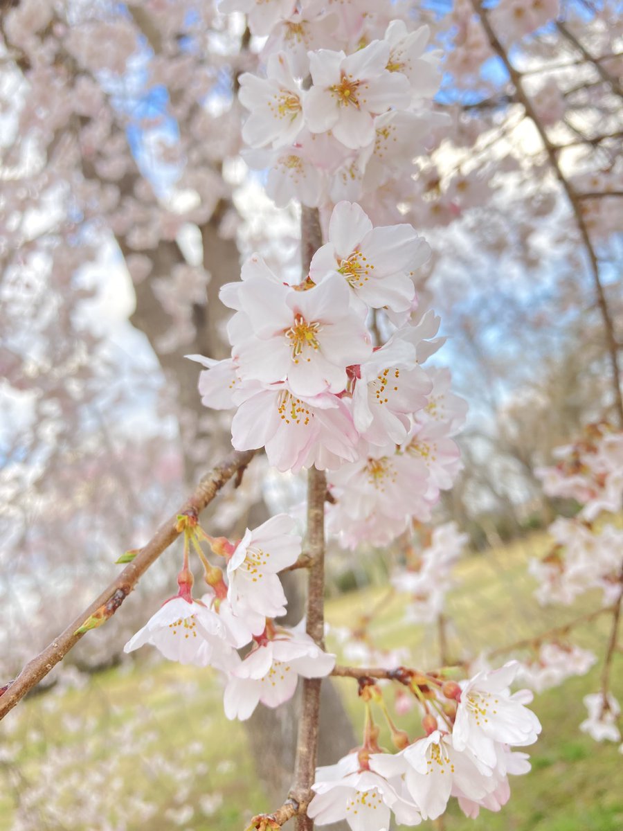 三神峯ちくら祭りに行ってきました！←