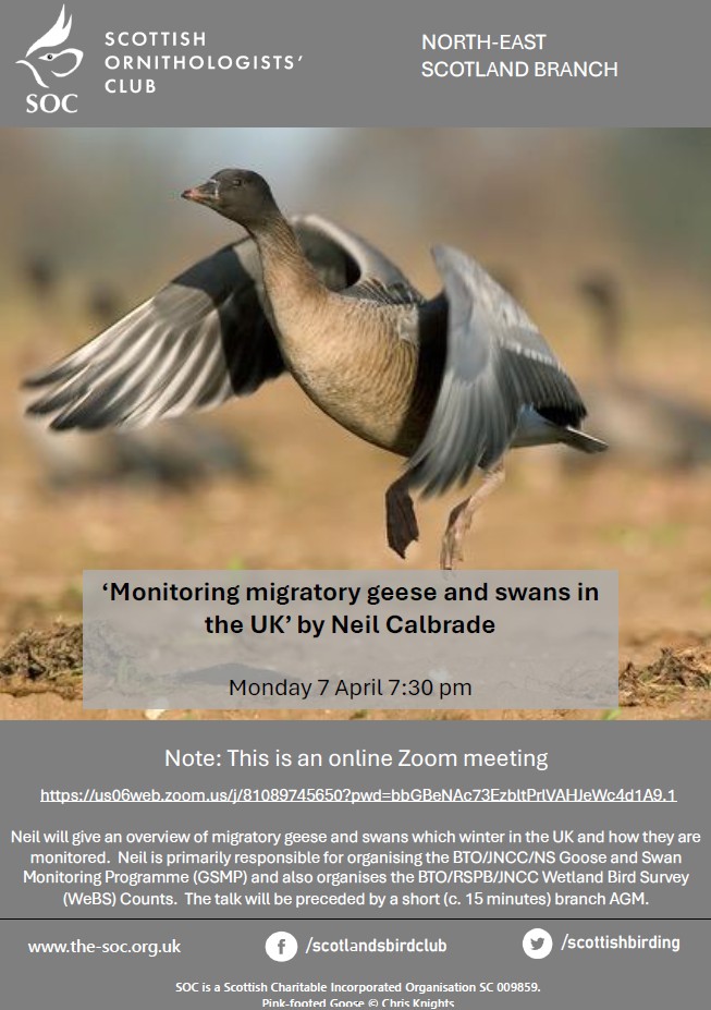 TONIGHT! NE Scotland SOC online talk from <a href="/_BTO/">BTO</a> 's Neil Calbrade on monitoring the UK's important pops of migratory geese &amp; swans.  All welcome. 7:30pm tinyurl.com/geeswan