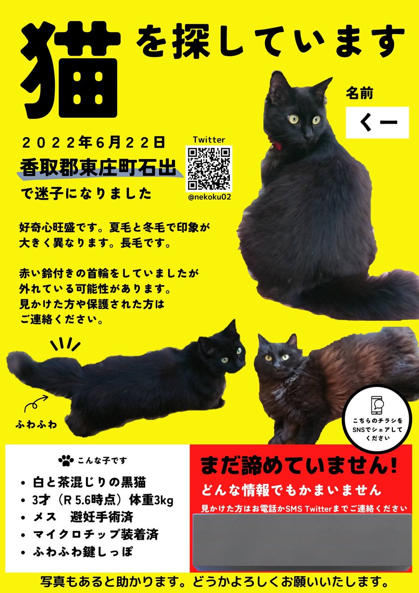 自然と毎日神社への百日詣を続けております。現時点では効果はありませんが、それでも不調でも頭痛等がおさまったりするので不思議です。

もし保護等されている方がおられましたらどうかご連絡願います。くーに繋がりましたらできる限りの心からのお礼を致します🙏
#東庄町 #迷い猫 #迷子猫 #MCあり