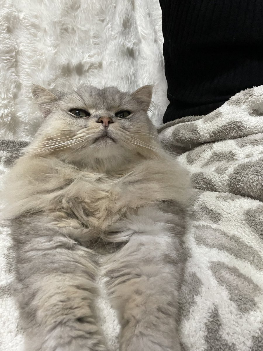 シャンプーしてドライヤーボックスで乾かされて
ふわふわになったので、ドヤってます