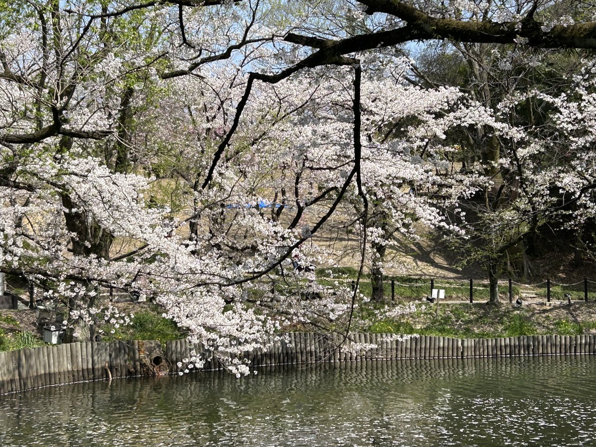 東海市の大池公園の花見に行って来ました。ここはまだ祭続行中で大道芸などもやっておりました。人出も多くなかなかよい感じでした😊