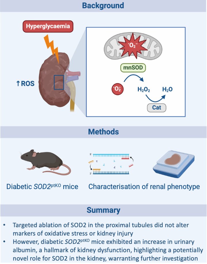 Pleased to share our latest paper published in Redox Biology on proximal tubule-specific knockout of SOD2 and kidney disease in diabetes 
sciencedirect.com/science/articl…

@SihMinTan
<a href="/MonashSTM/">Translational Medicine at Monash University</a>
<a href="/MonashDiabetes/">Monash University Diabetes Department</a>
And our funders <a href="/JDRFResearch/">JDRF Research</a> now <a href="/BreakthroughT1D/">Breakthrough T1D</a>