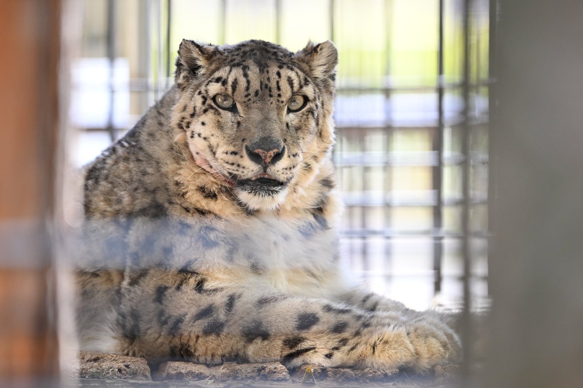 リーベさん🐱
#浜松市動物園 #ユキヒョウ