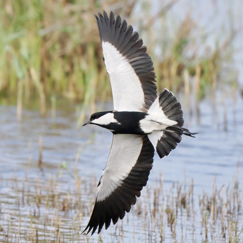 fred_fearn's tweet image. First few days in Cyprus and the birding has been really enjoyable so far