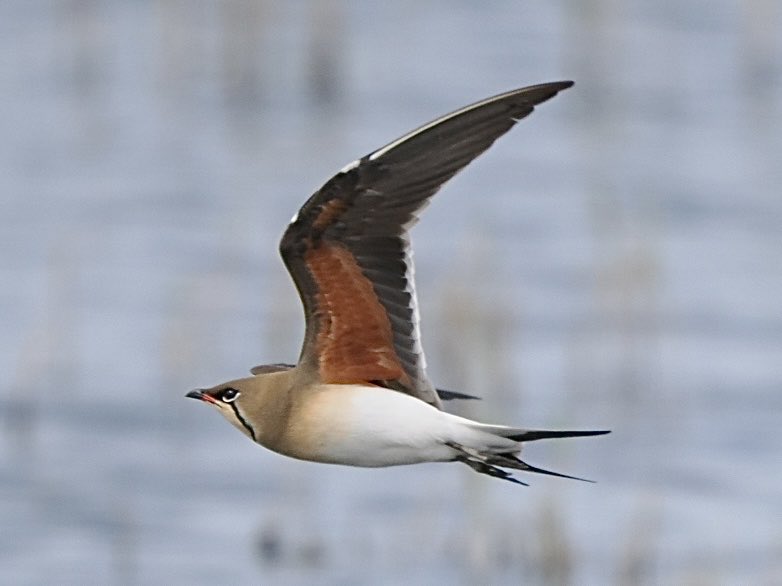 fred_fearn's tweet image. First few days in Cyprus and the birding has been really enjoyable so far