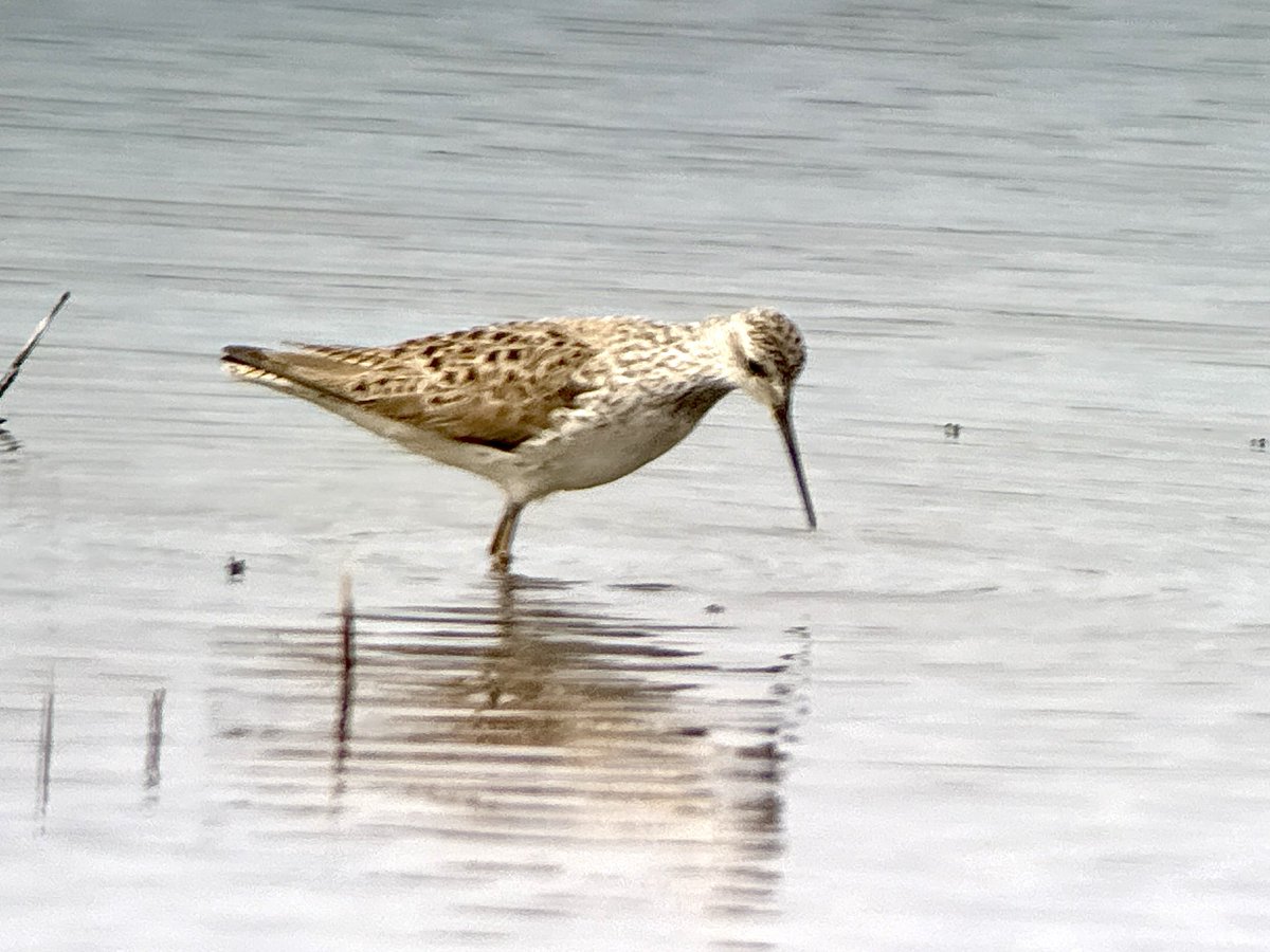 fred_fearn's tweet image. First few days in Cyprus and the birding has been really enjoyable so far
