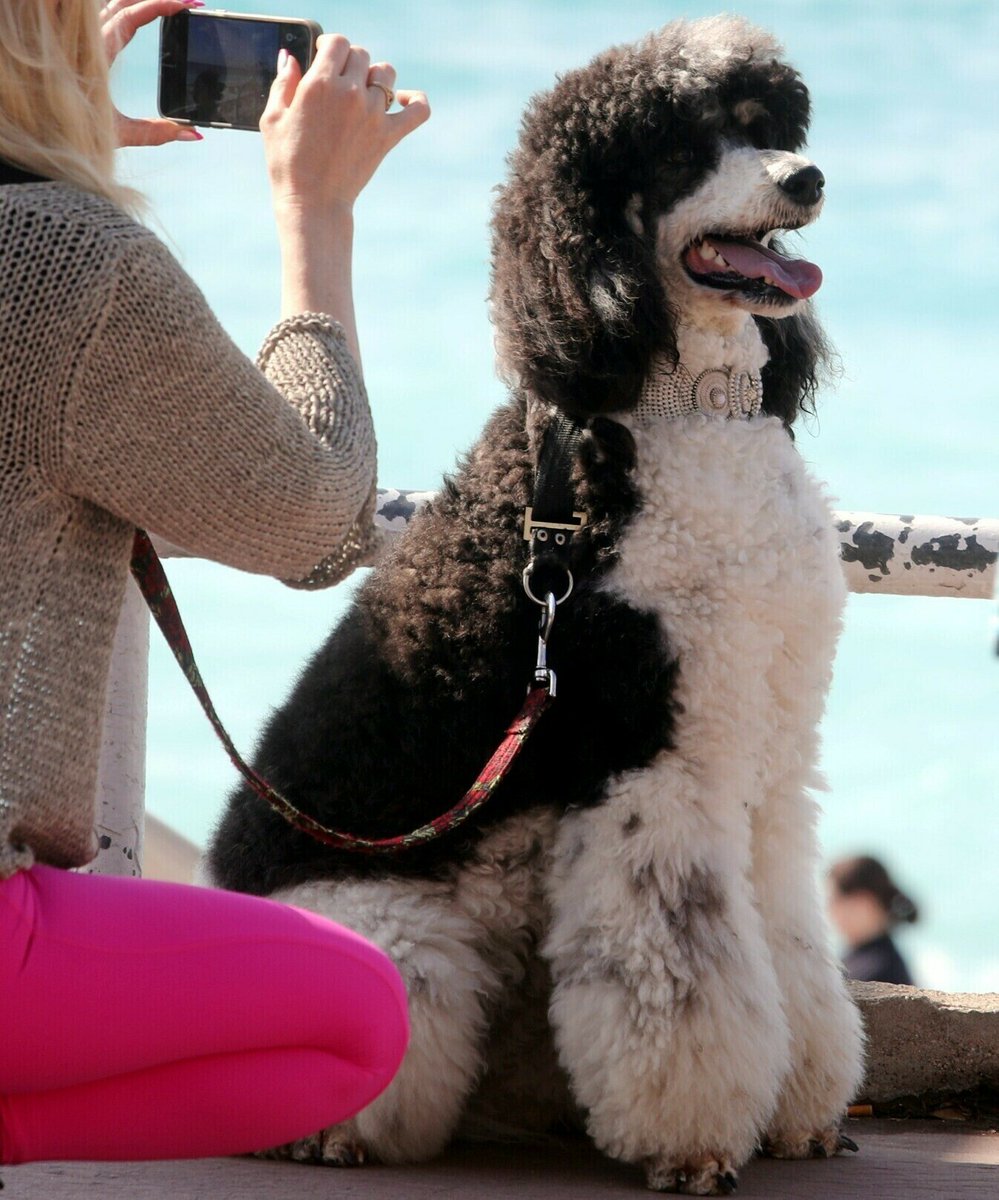 Nice-Matin tweet media