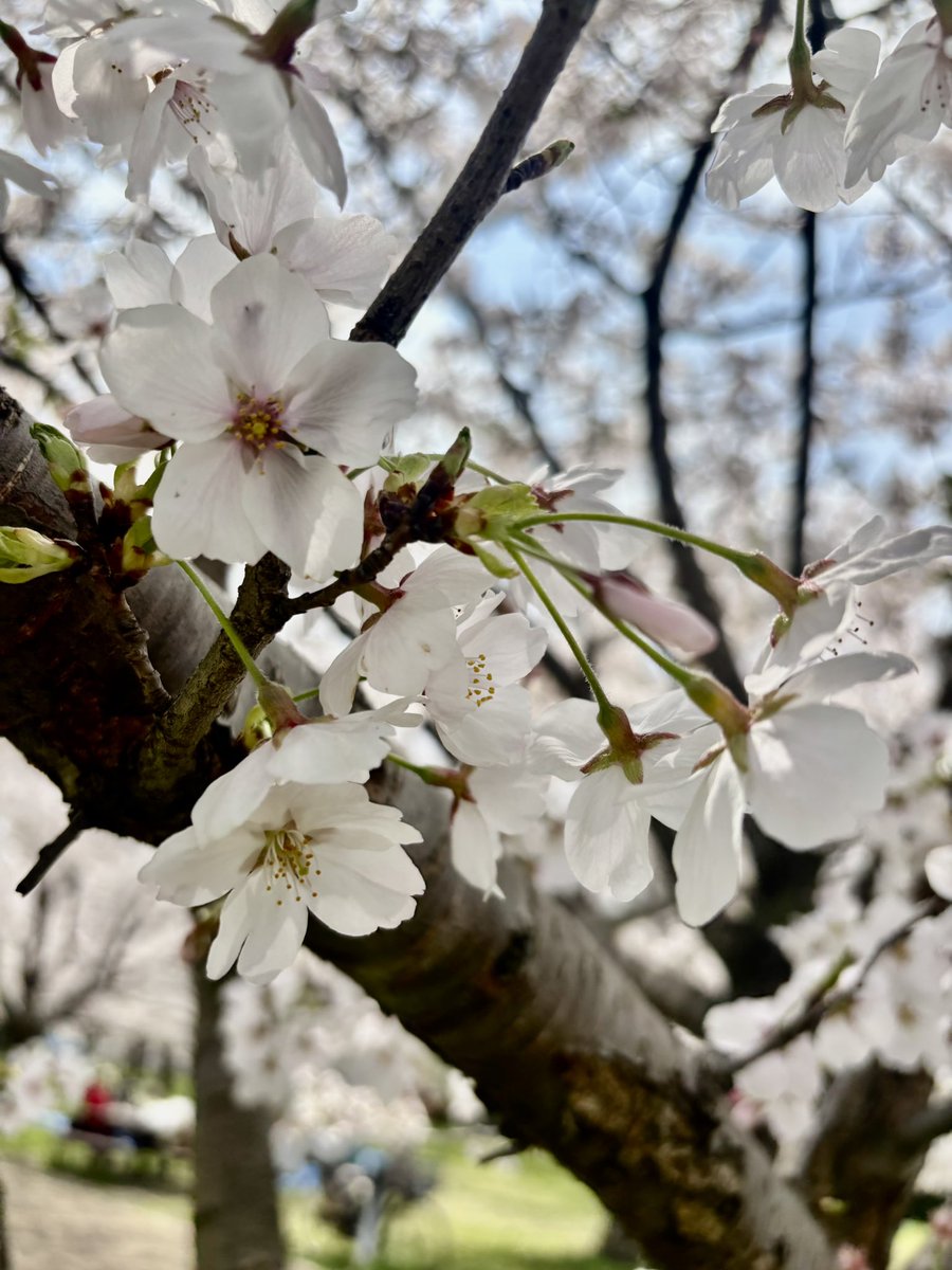Achannaniwa0809's tweet photo. 桜、かわいかった🌸 https://t.co/adUhw4H3rR