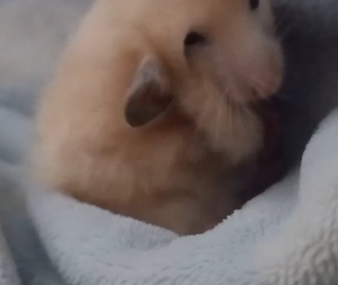 หนูเหี่ยวๆ