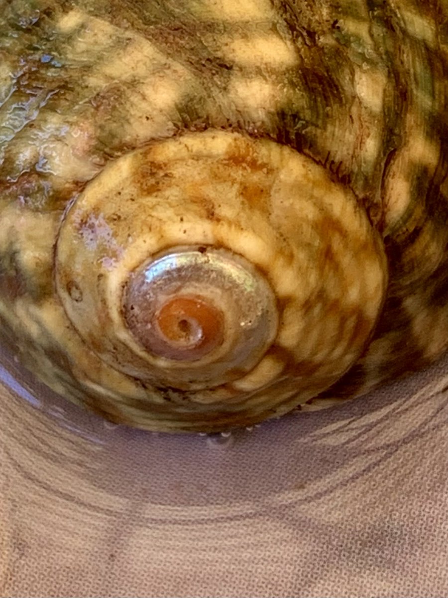 debzhealey's tweet image. Spiralling 🌀#nature #shells