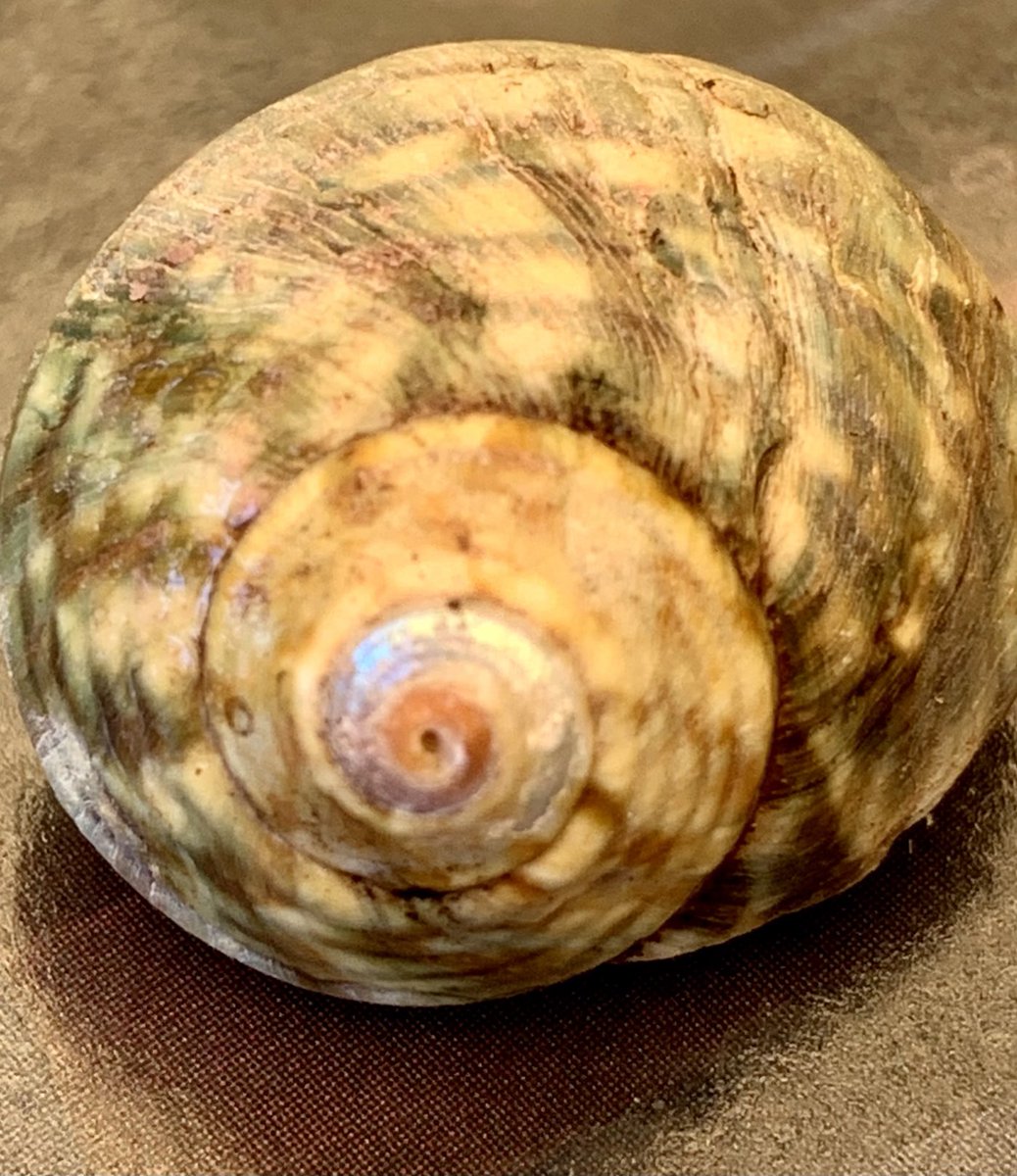 debzhealey's tweet image. Spiralling 🌀#nature #shells
