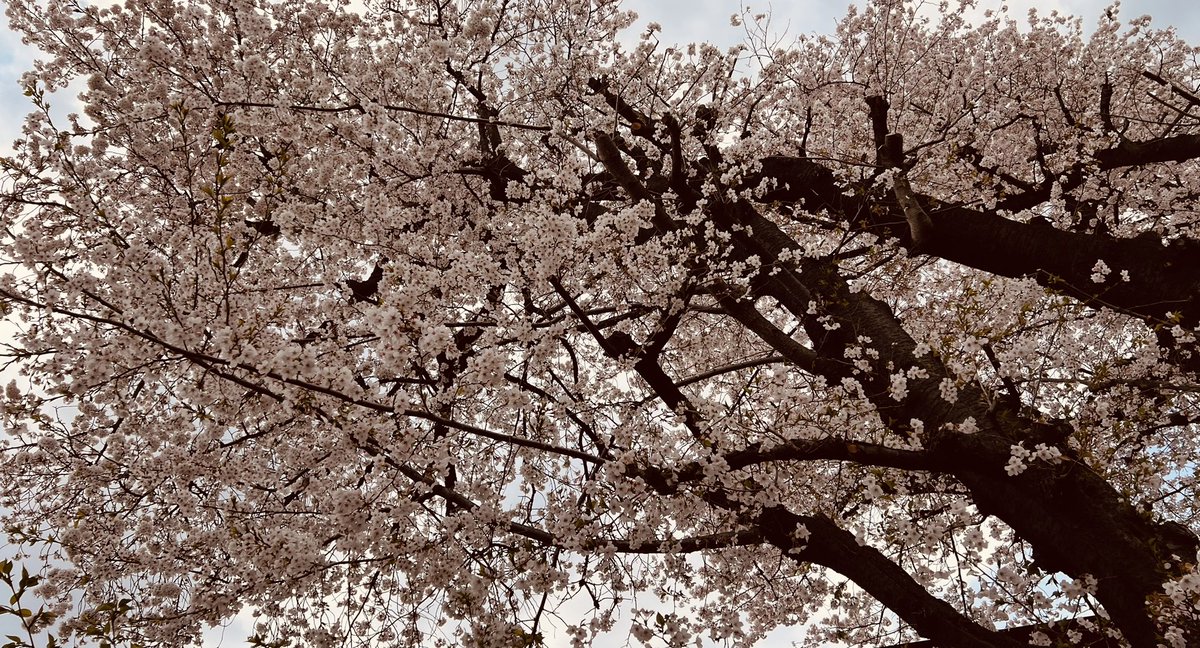 Aki_2071's tweet image. 今日は長男の小学校の入学式🌸
友達をいっぱい作れるように頑張るそうです☺️
因みに学校までの通学時間はうちから5秒くらいなので、逆に遅刻しないように気をつけたいところです。笑