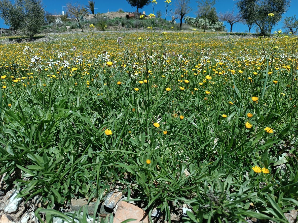 La_Carrasca's tweet image. 🌄 Este domingo, ¡seguimos con nuestras rutas!
Nos vamos a Ortillo, una ruta cercana pero espectacular por su vegetación exuberante, paisajes únicos y vistas que quitan el aliento 🌿👣
🕗 Domingo 13 de abril | 8:00 h | Punto de encuentro habitual
✨ ¡No te lo pierdas! #Lorca