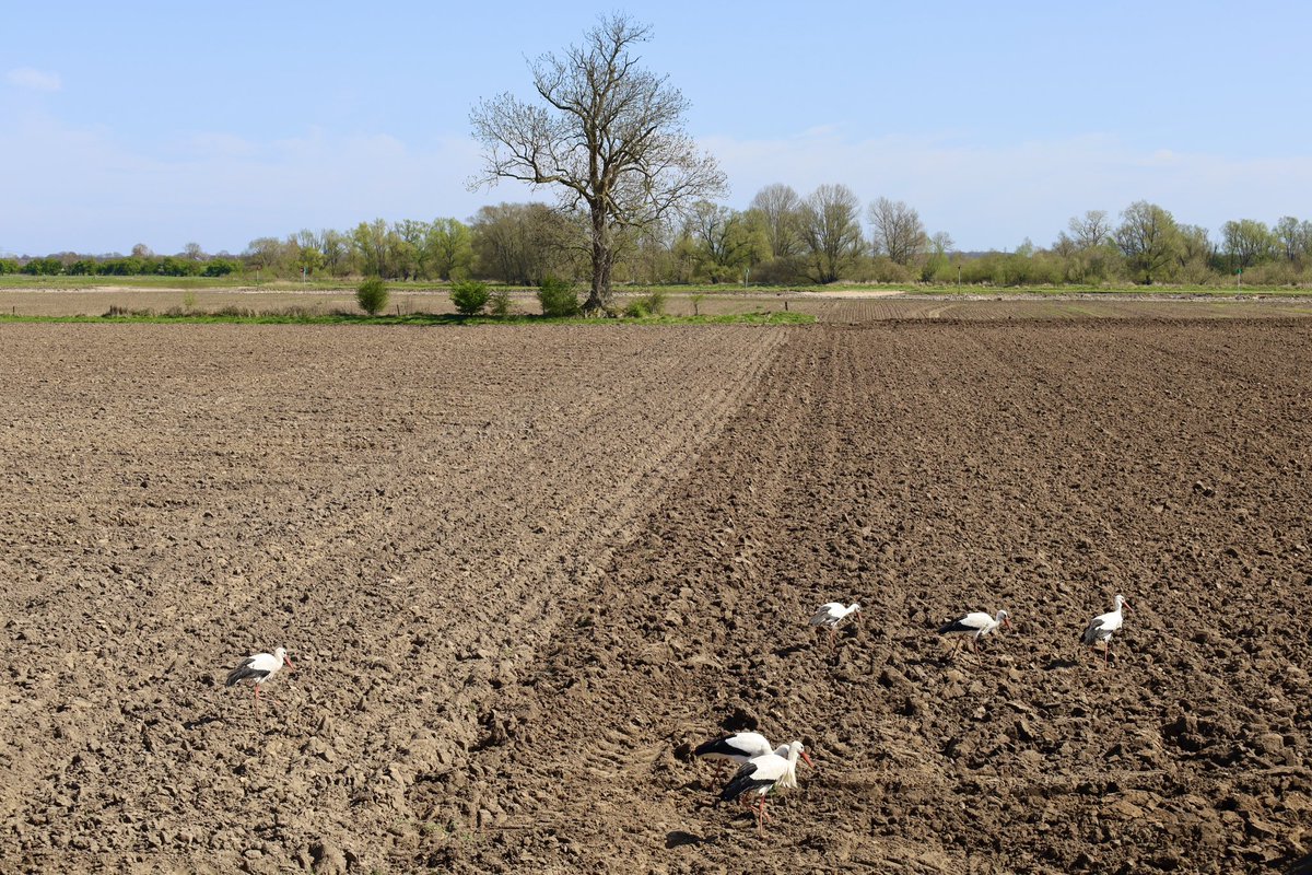 Hier moet ik van slikken: weiland waar vorig jaar koeien graasden in de uiterwaarden zijn omgezet naar maisakkers. Dit is het zichtbare gevolg in het landschap van boeren die zijn gestopt als melkveehouder, door een stikstofreductie-regeling van de Rijksoverheid.