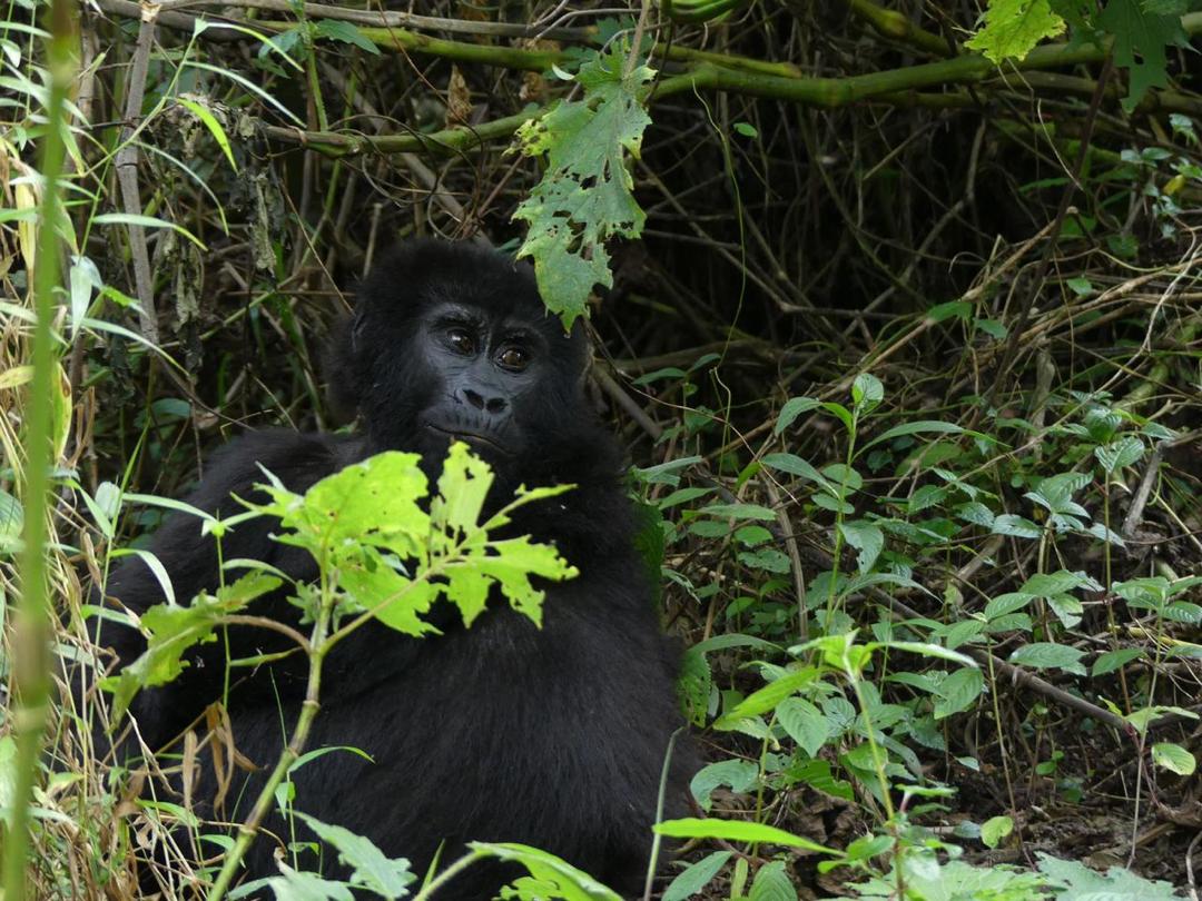 SplendidAfrica0's tweet image. Ever seen a gorilla make a bed? 🛏️ Their nest-building skills are impressive! See it in Rwanda: africasafaris-tours.com/rwanda-safari-… #SplendidAfricanSafaris #RwandaTrip #TripToRwanda #GorillatrekRwanda #GorillasafariinRwanda