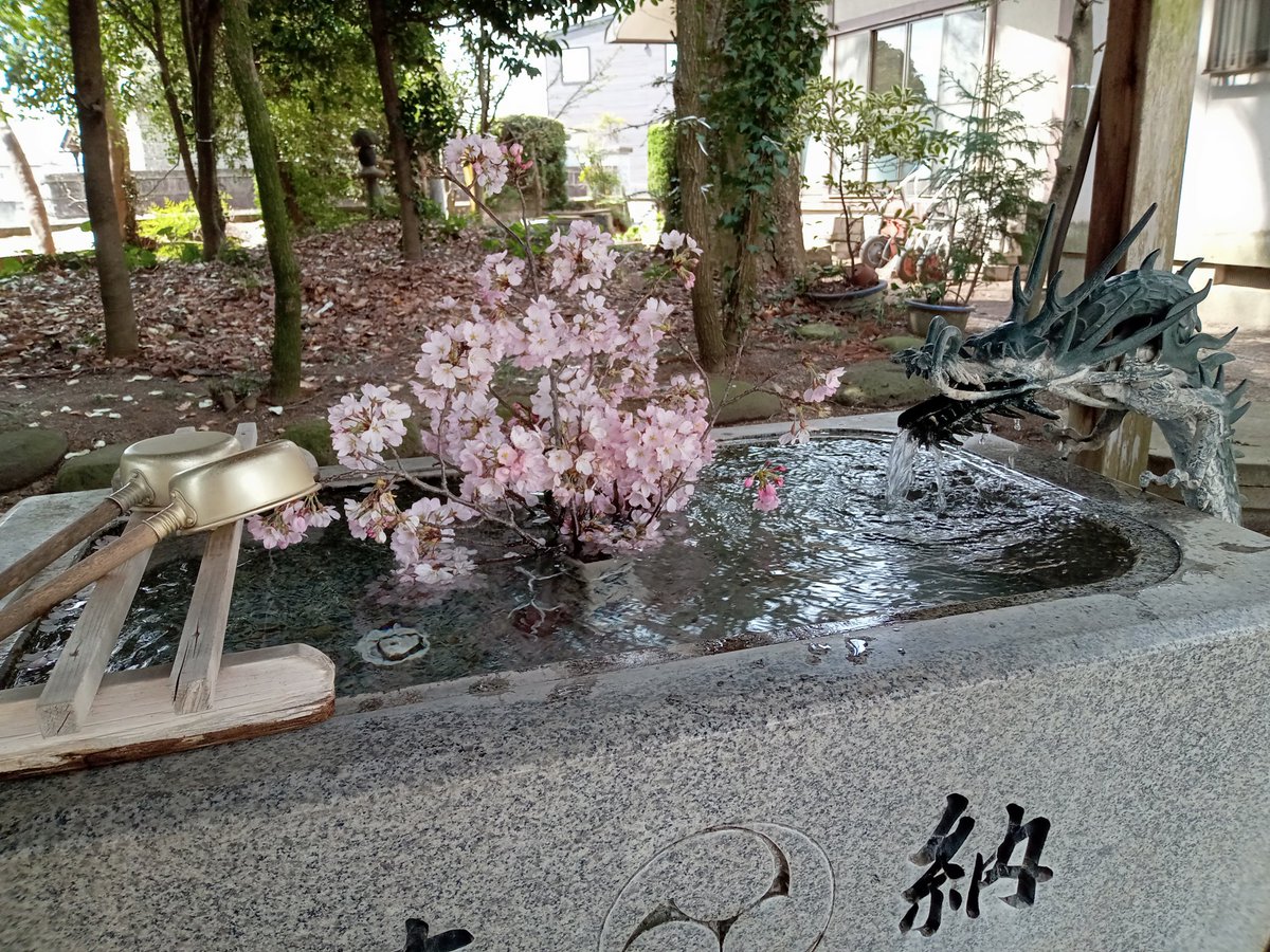 🌸今宮神社(ジンダイアケボノ)🌸

4/7正午頃
満開！お散歩に来てる人が沢山いたよ🐾
手水舎にも桜が🌸