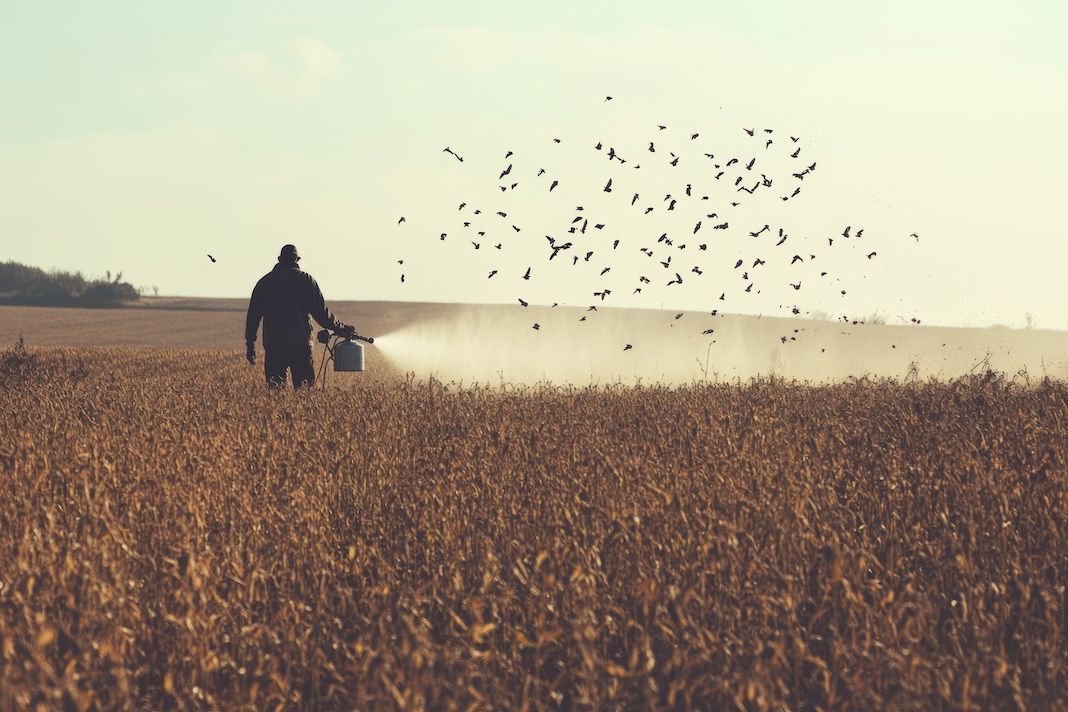 Lo studio: i #fungicidi comuni in agricoltura mettono a rischio la riproduzione degli #uccelli 
ilsalvagente.it/2025/04/07/lo-…