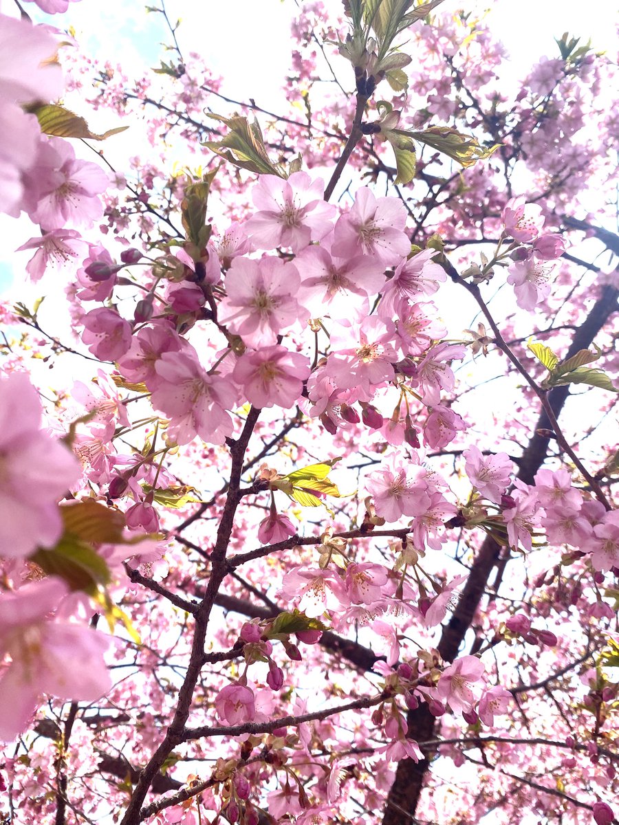 今日から新年度開始です！
気温も上がって春らしくなってきました！
イチゴも最盛期です🍓
頑張っていきましょう😊

#新年度　#宮城大学　#食産業学群　#生物生産学類　#園芸学研究室