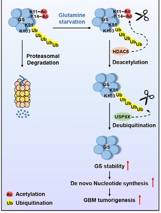sreeparna_b's tweet image. Last week&apos;s papers on #cancer #metabolism &amp;amp; #glutamine via @Bims_BiomedNews 

biomed.news/bims-glucam/20…

Top pick: HDAC6 and USP9X Control Glutamine Metabolism by Stabilizing GS to Promote Glioblastoma Tumorigenesis pubmed.ncbi.nlm.nih.gov/40162736/