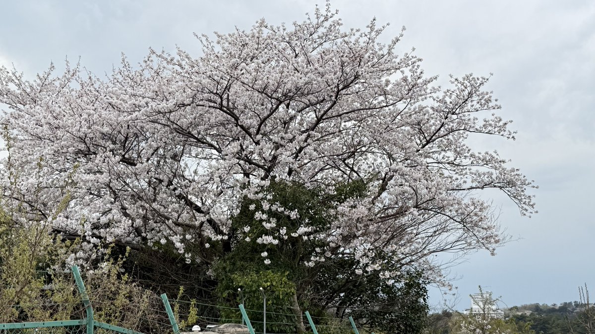 明日はいよいよ昼間部 第67期生と夜間部 第62期生の入学式です♪
昼間部は東戸塚にある難波学園総合体育館にて、夜間部生は横浜駅西口の校舎にて行います。
今日、体育館前の桜🌸は満開でしたよ。
やはり桜は入学式の花ですね🌸
新入生の皆さん明日お会いしましょう♪
#横浜調理師専門学校