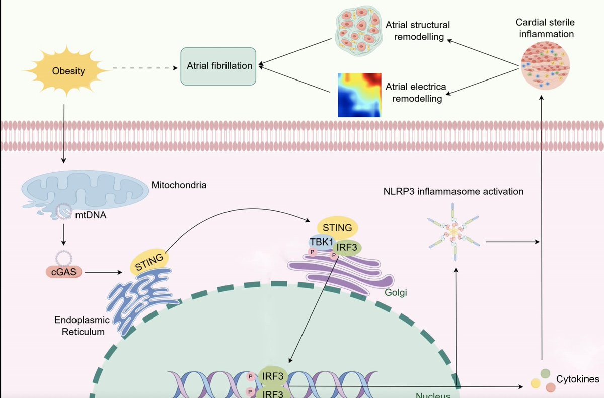 Europace Editor-in-Chief (@europaceeic) on Twitter photo #EUROPACE
Translational #Research 🔬
Mitochondrial Damage Mediates STING Activation Driving Obesity-mediated #AFib
📖doi.org/10.1093/europa…
<a href="/GiulioConte9/">Giulio Conte</a> <a href="/Dominik_Linz/">Dominik Linz</a> <a href="/FraSantoroMD/">Francesco Santoro, MD, PhD</a> <a href="/AndyZhangMD/">Xiaodong Zhang (Andy), MD, PhD, FHRS, FACC</a> <a href="/DavideMei93/">Davide Mei</a> <a href="/marcovitoloMD/">Marco Vitolo Ⓜ️</a> <a href="/LuigiDiBiaseMD/">Luigi Di Biase</a> <a href="/escardio/">European Society of Cardiology</a> <a href="/EHRAPresident/">EHRAPresident</a> #EUROPACE
Translational #Research 🔬
Mitochondrial Damage Mediates STING Activation Driving Obesity-mediated #AFib
📖doi.org/10.1093/europa…
<a href="/GiulioConte9/">Giulio Conte</a> <a href="/Dominik_Linz/">Dominik Linz</a> <a href="/FraSantoroMD/">Francesco Santoro, MD, PhD</a> <a href="/AndyZhangMD/">Xiaodong Zhang (Andy), MD, PhD, FHRS, FACC</a> <a href="/DavideMei93/">Davide Mei</a> <a href="/marcovitoloMD/">Marco Vitolo Ⓜ️</a> <a href="/LuigiDiBiaseMD/">Luigi Di Biase</a> <a href="/escardio/">European Society of Cardiology</a> <a href="/EHRAPresident/">EHRAPresident</a>