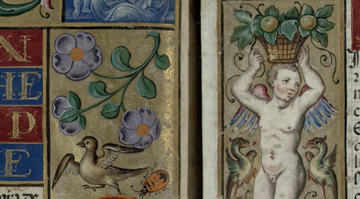 TrinCollLibCam's tweet image. Some bright #MarginaliaMonday images to celebrate Spring! 🌼
These illuminations come from MS R.16.25, a 16th-century Patent of Nobility: mss-cat.trin.cam.ac.uk/Manuscript/R.1…