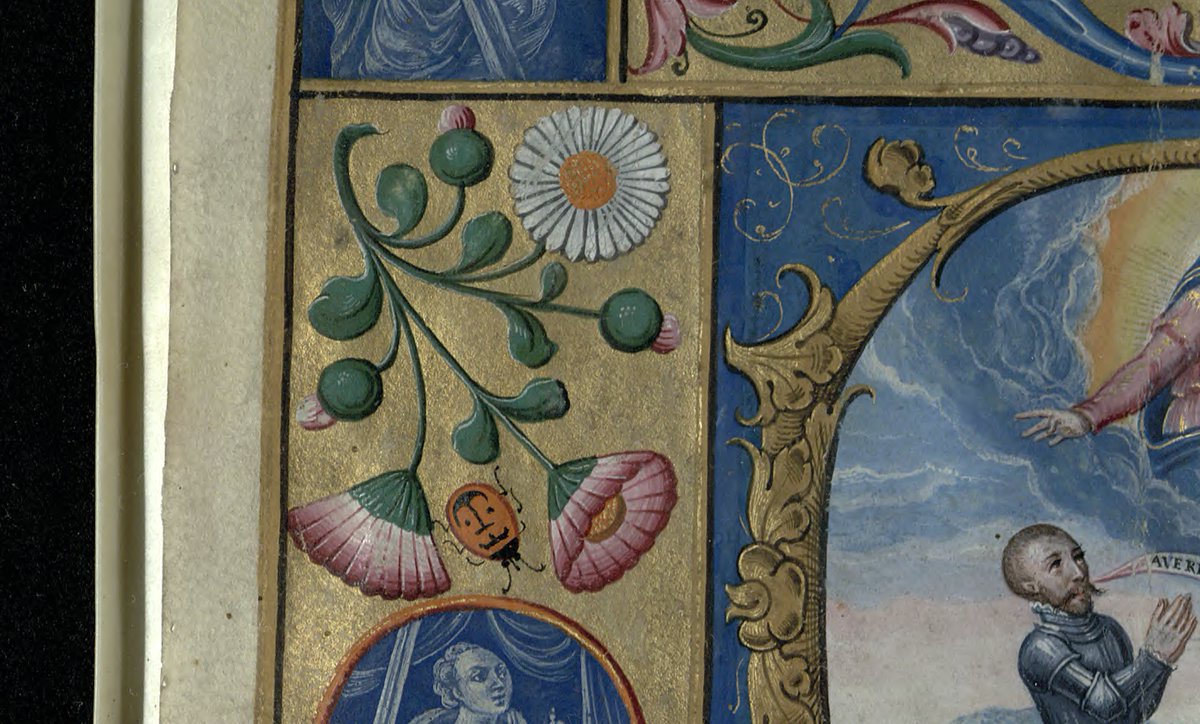 TrinCollLibCam's tweet image. Some bright #MarginaliaMonday images to celebrate Spring! 🌼
These illuminations come from MS R.16.25, a 16th-century Patent of Nobility: mss-cat.trin.cam.ac.uk/Manuscript/R.1…